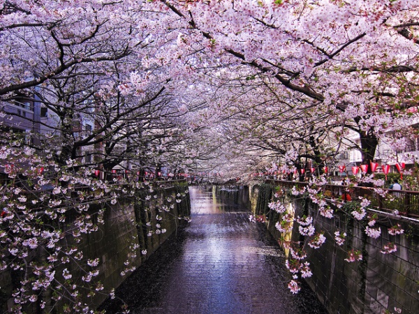 Bunga Sakura di Meguro