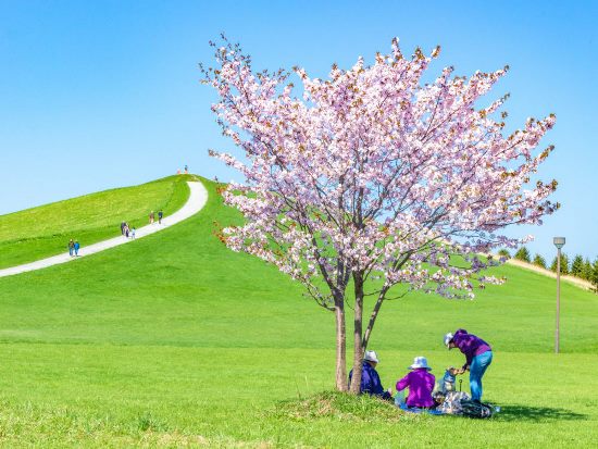 Bunga Sakura di Moerenuma Park Sapporo