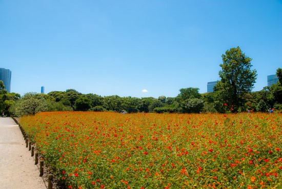 Bunga-bunga di Taman Hama Rikyu