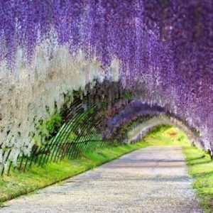 Festival Great Wisteria Ashikaga - Info Wisata dan Liburan di Jepang