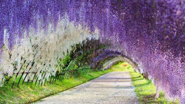 Bunga fuji di Festival Great Wisteria Ashikaga