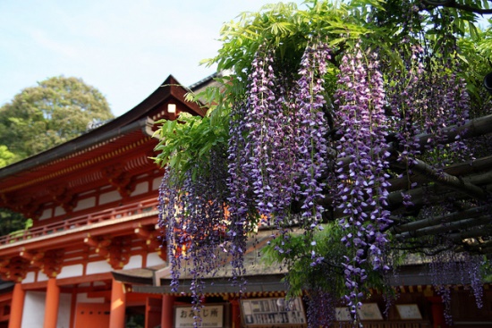 Bunga fuji di Kasuga Taisha di Nara
