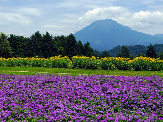 Bunga lavender ungu di Tottori Hanakairo