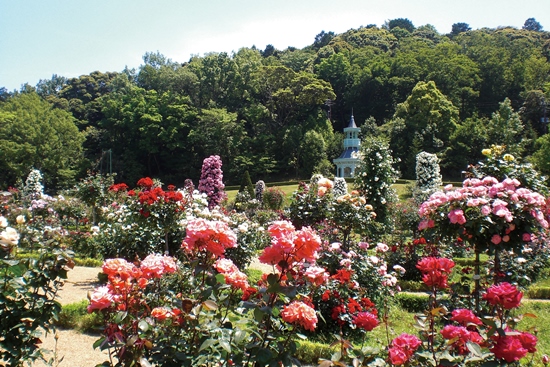 Bunga mawar di Taman Kawazu Bagatelle
