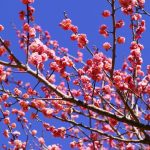 Bunga plum mekar di Atami Plum Garden
