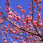 Bunga plum mekar di Atami Plum Garden