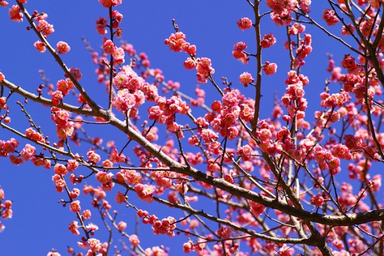 Bunga plum mekar di Atami Plum Garden