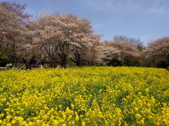 Bunga sakura dan bunga nanohana di Showa Memorial Park