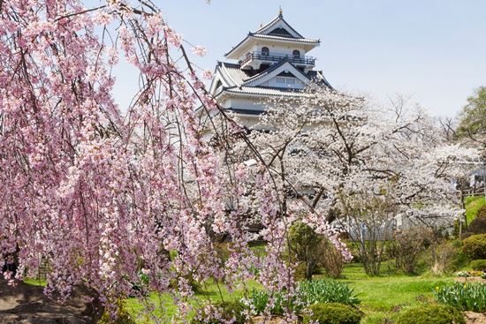 Bunga sakura di Kaminoyama Castle Yamagata