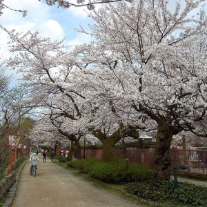 Bunga sakura di Kastil Takaoka