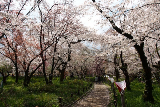 Bunga sakura di Kuil Hirano Kyoto