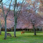 Bunga sakura di Nara Park