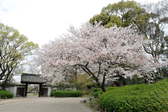 Bunga sakura di Taman Keitakuen Osaka