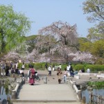 Bunga sakura di Taman Maruyama