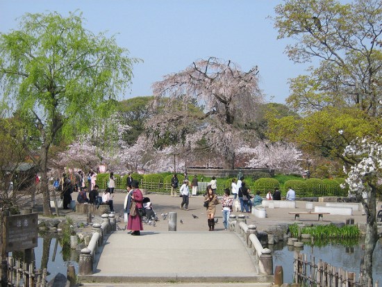 Bunga sakura di Taman Maruyama