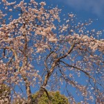 Bunga sakura di Taman Maruyama