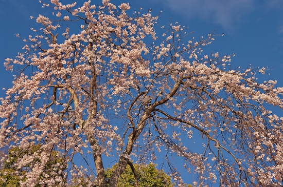 Bunga sakura di Taman Maruyama