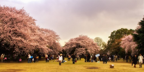 Bunga sakura di Taman Shinjuku Gyoen