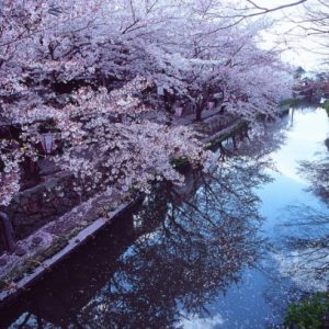 Bunga sakura di kanal Omi Hachiman