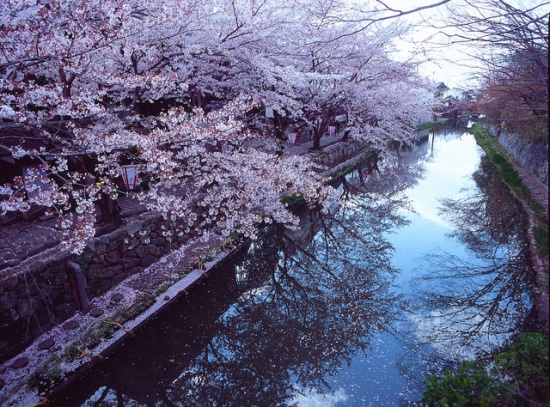 Bunga sakura di kanal Omi Hachiman