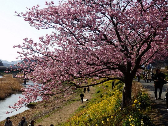 Bunga sakura terpanjang di Kawazu Izu