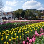 Bunga tulip di Huis Ten Bosch Nagasaki