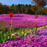 Bunga tulip di Kebun Bunga Takinoue