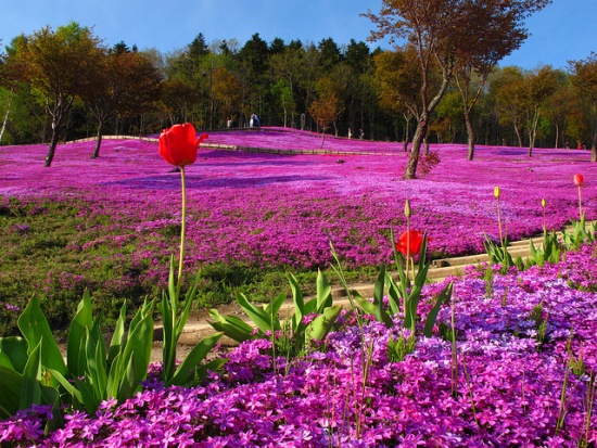 Taman Bunga Tulip Kebun Bunga Takinoue Hokkaido Info Liburan dan Wisata di Taman Bunga Tulip Kebun Bunga Takinoue Hokkaido Info Liburan dan Wisata di