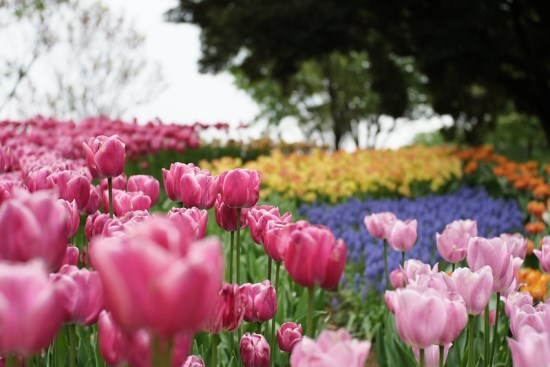 Bunga tulip di Showa Memorial Park waktu Flower Festival