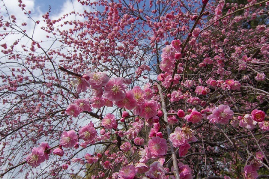 Bunga ume mekar saat Festival Ume Atami