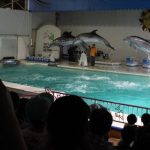 Dolphin show di Otaru Aquarium