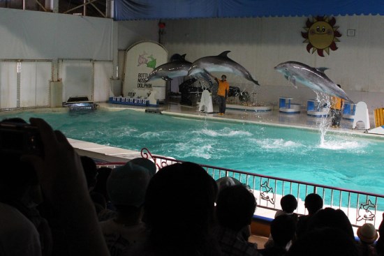 Dolphin show di Otaru Aquarium