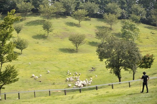 Domba-domba di Ikaho Green Bokujo