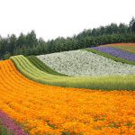 Farm Tomita di Furano Hokkaido