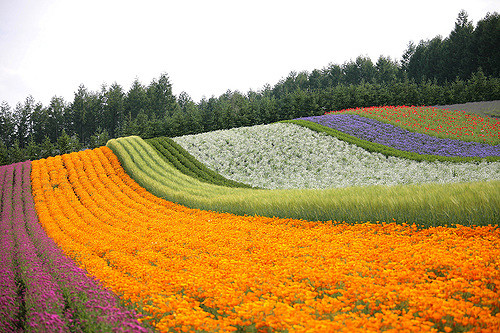 Farm Tomita di Furano Hokkaido