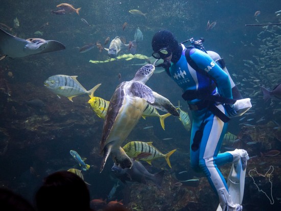 Feeding time di Kyoto Aquarium