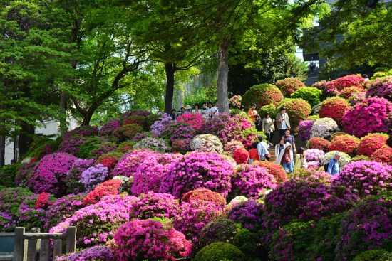 Festival Azalea di Kuil Nezu Tokyo