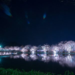 Festival Bunga Sakura di Garyu Park Nagano