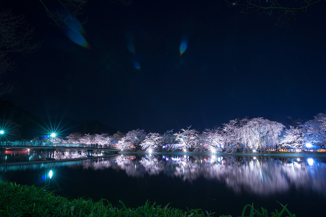 Festival Bunga Sakura di Garyu Park Nagano