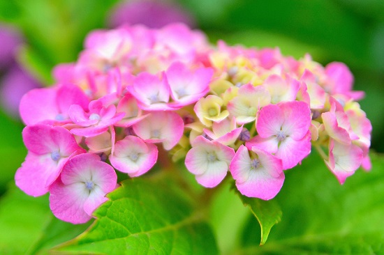 Festival Hydrangea Hakeijima