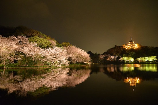 Festival bunga sakura di Taman Sankeien