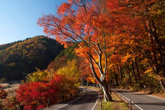 Momiji Festival di Danau Kawaguchiko