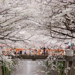 Festival sakura di Meguro River