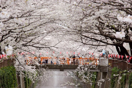 Festival sakura di Meguro River