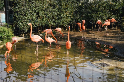Flamingo di Kebun Binatang Ueno