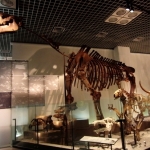 Fosil Dinosaurus di Museum Nasional Alam dan Sains Tokyo