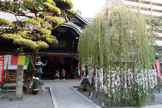 Pohon willow di Rokkakudo Temple Kyoto Kyoto