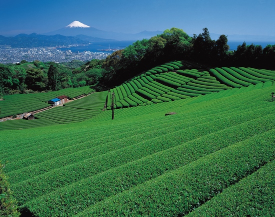Gunung Fuji dari Nihondaira Shizuoka