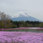 Gunung Fuji dengan karpet merah jambu Shibazakura