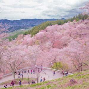 Gunung Yoshino saat Festival Sakura Yoshino